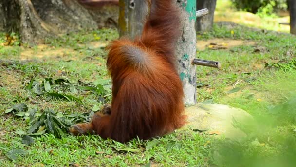 Orangotango (pongo pygmaeus) no zoológico — Vídeo de Stock