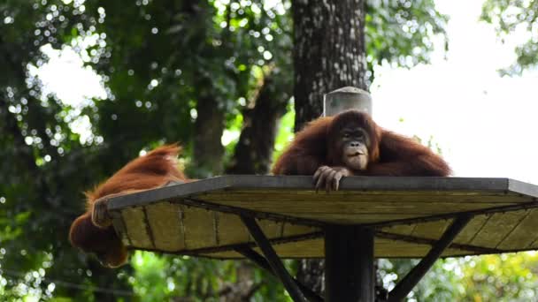 Orang utan (pongo pygmaeus) at the zoo — Stock Video