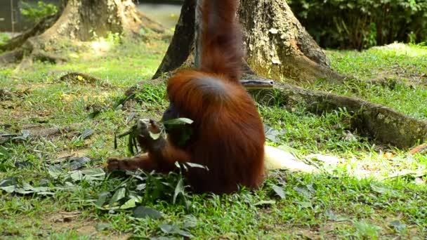 Orangotango (pongo pygmaeus) no zoológico — Vídeo de Stock