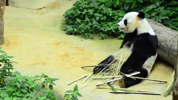 krásná Obří Panda v zoo pojídáním bambusu