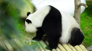 hayvanat bahçesinde güzel dev panda bambu yeme