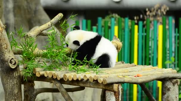 Charmant panda géant dans le zoo mangeant du bambou — Video