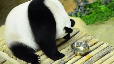 hayvanat bahçesinde güzel dev panda bambu yeme