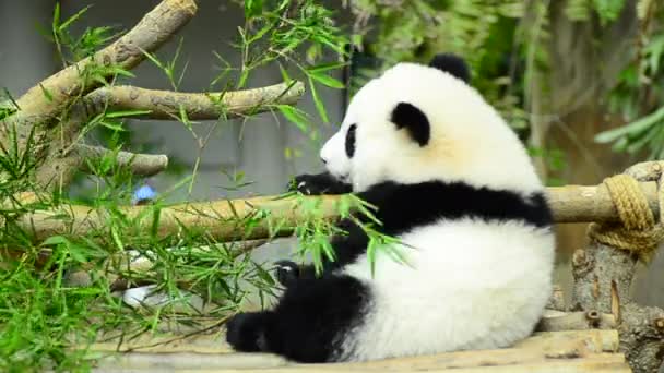 Piękny gigant Panda w zoo jedzenia bambusa — Wideo stockowe