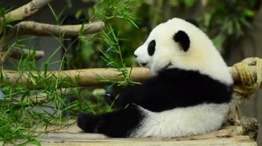 hayvanat bahçesinde güzel dev panda bambu yeme