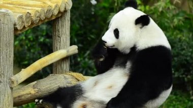 hayvanat bahçesinde güzel dev panda bambu yeme