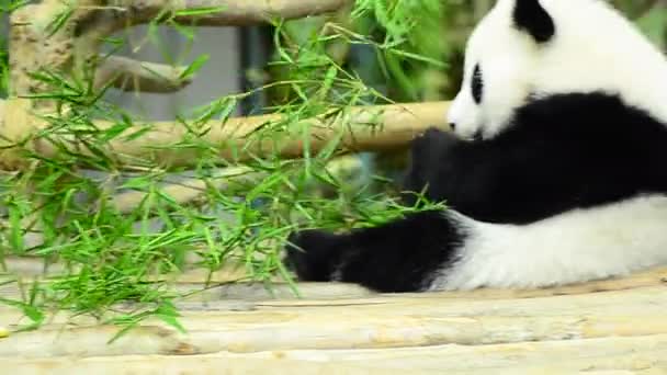Encantador panda gigante en el zoológico comiendo bambú — Vídeos de Stock