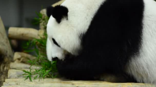 Encantador panda gigante en el zoológico comiendo bambú — Vídeos de Stock