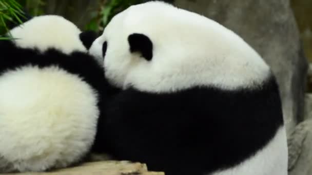 Encantador panda gigante en el zoológico comiendo bambú — Vídeos de Stock