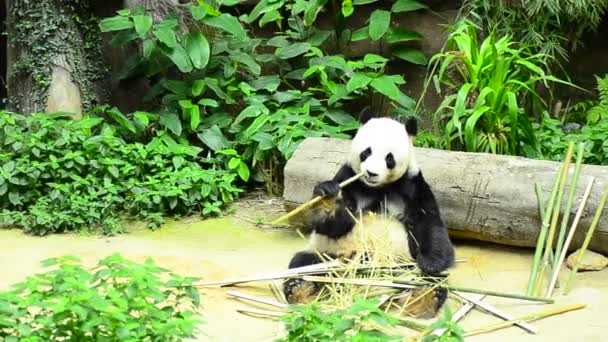 Encantador panda gigante en el zoológico comiendo bambú — Vídeo de stock