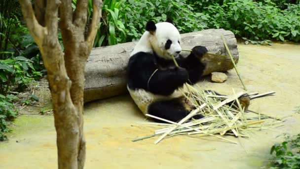 Hayvanat bahçesinde güzel dev panda bambu yeme — Stok video