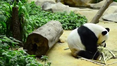 hayvanat bahçesinde güzel dev panda bambu yeme