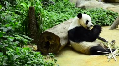 hayvanat bahçesinde güzel dev panda bambu yeme