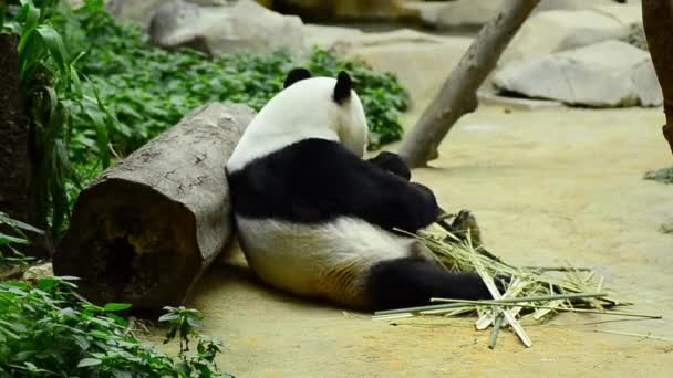 Großer Panda im Zoo frisst Bambus — Stockvideo