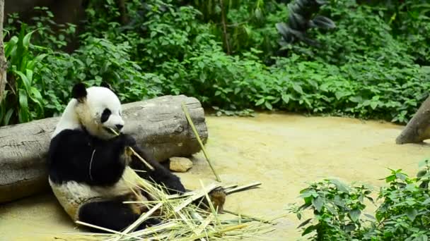 Прекрасна гігантська панда в зоопарку їсть бамбук — стокове відео
