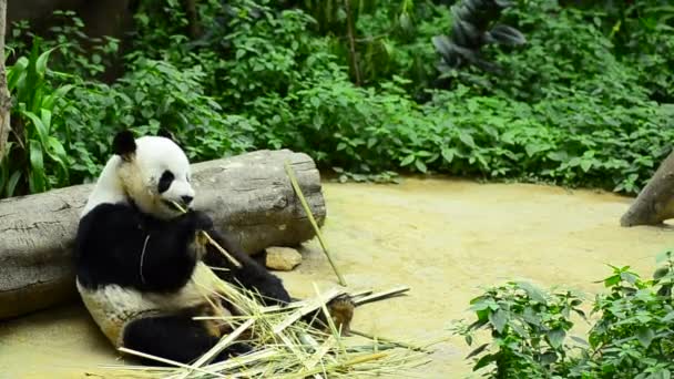 Encantador panda gigante en el zoológico comiendo bambú — Vídeos de Stock