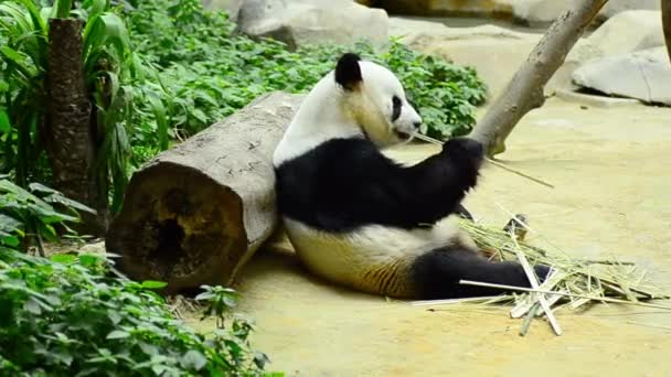 Encantador panda gigante en el zoológico comiendo bambú — Vídeos de Stock