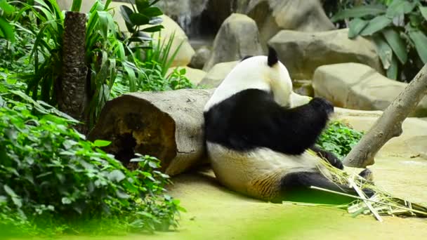 Прекрасная гигантская панда в зоопарке ест бамбук — стоковое видео