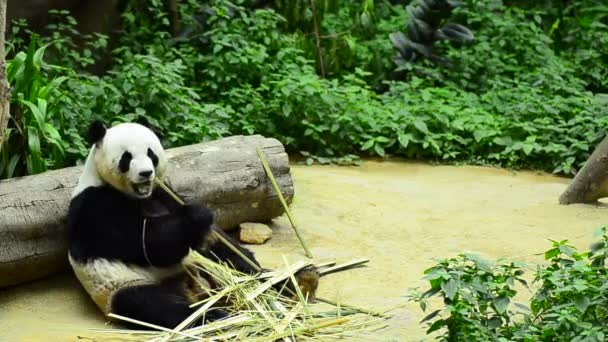 Mooie reuzenpanda in de dierentuin die bamboe eet — Stockvideo