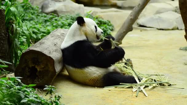 可爱的大熊猫在动物园吃竹子 — 图库视频影像