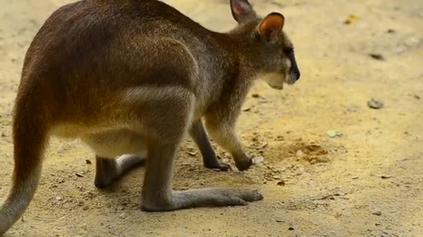 Agile Wallaby kanggaroo or Sandy Wallaby — Stock Video