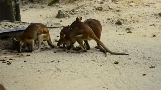 Agile Wallaby kanggaroo eller Sandy Wallaby — Stockvideo