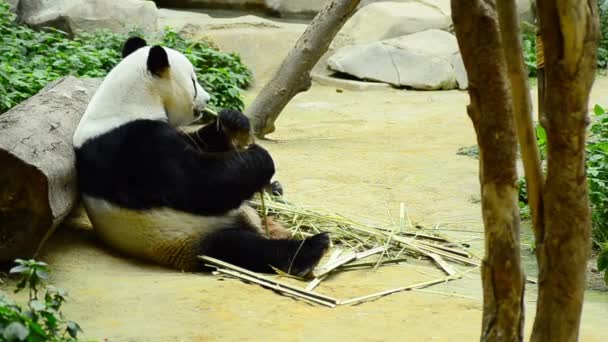 Encantador panda gigante en el zoológico comiendo bambú — Vídeo de stock