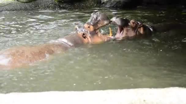 Une paire d'Hippopotames jouant au sparring dans l'étang — Video