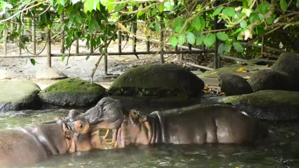 Ett par Hippopotamus spelar sparring i dammen — Stockvideo