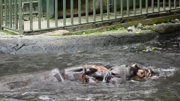 池でスパーリングをしているカバのペア — ストック動画