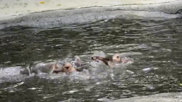 Um par de Hippopotamus jogando sparring na lagoa — Vídeo de Stock