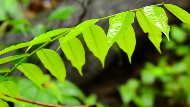 Gros plans, gouttelettes de pluie sur des feuilles dans une forêt tropicale — Video