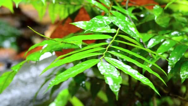 Material de primer plano, gotitas de lluvia a unas hojas en una selva tropical — Vídeos de Stock