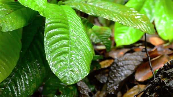 Zaostřená záběry, dešťové kapky na listí v tropickém deštním lese — Stock video