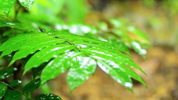 Gros plans, gouttelettes de pluie sur des feuilles dans une forêt tropicale — Video