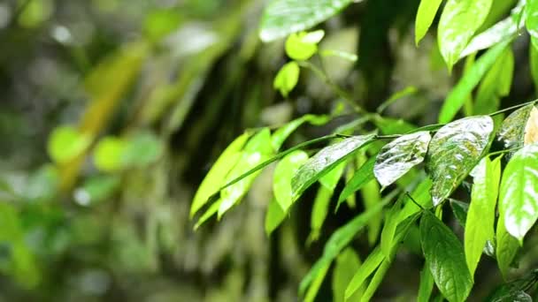 特写镜头，热带雨林中树叶的雨滴 — 图库视频影像