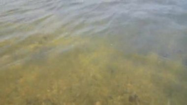 Deniz dibinde ki deniz kabukları, sofe dalgalarının etkisiyle