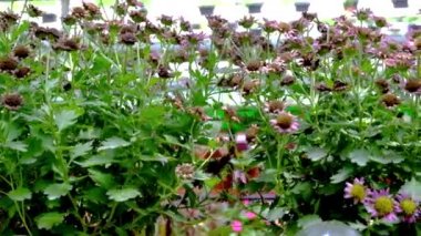 DSCF6133.mov