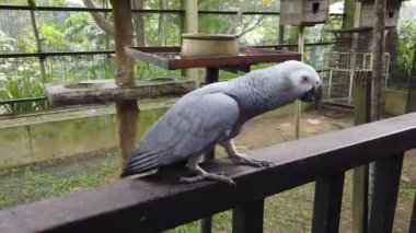 Güzel Afrika gri papağan (Psittacus erithacus) kuşlar, metal korkuluk tünemiş