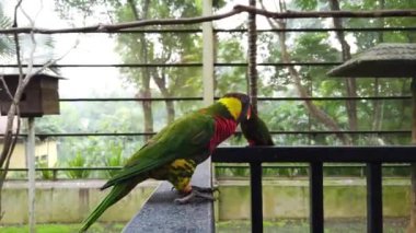 Güzel Gökkuşağı Lori (Trichoglossus moluccanus) kuşlar, metal korkuluk tünemiş