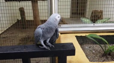 Güzel Afrika gri papağan (Psittacus erithacus) kuşlar, metal korkuluk tünemiş