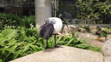 Afrika kutsal aynak (Threskiornis aethiopicus) duvarda yürüme