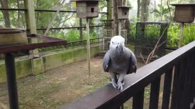 Güzel Afrika gri papağan (Psittacus erithacus) kuşlar, metal korkuluk tünemiş