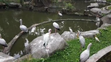 Beyaz ve Güzel Kırmızı Papağan Scarlet Macaw kuş metal standı tünemiş