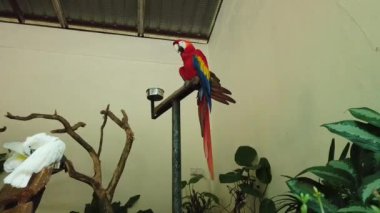 Beyaz ve Güzel Kırmızı Papağan Scarlet Macaw kuş metal standı tünemiş