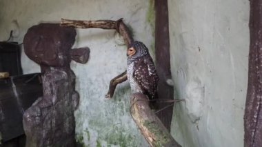 Uykulu Benekli Ahşap Baykuş ağaç dalı tünemiş