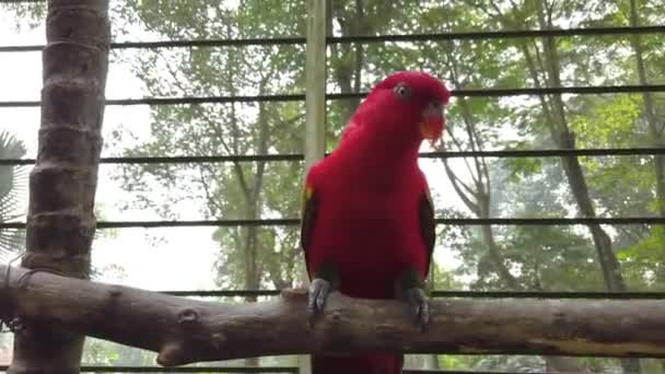 Vackra Rainbow Lorikeet Trichoglossus Moluccanus Fåglar Uppflugna Metall Ledstången — Stockvideo