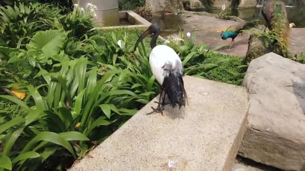 Ibis Sagrado Africano Threskiornis Aethiopicus Caminando Sobre Pared — Vídeos de Stock