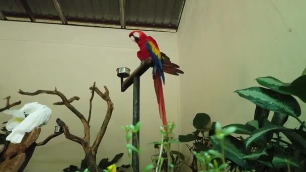 Vit Och Vacker Röd Papegoja Scarlet Macaw Bird Uppflugen Metallstativ — Stockvideo