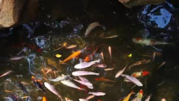 Koi-Fische und Karpfen im Teich — Stockvideo